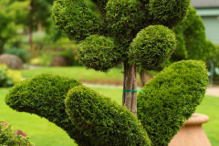 Childrens-Garden-Topiary