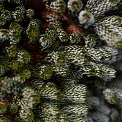 Conifer Garden