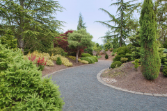 Conifer-Garden-2