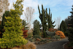 Conifer-Garden-4