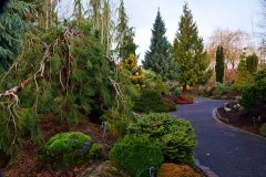 Phillip-Oliver-Conifer-Garden