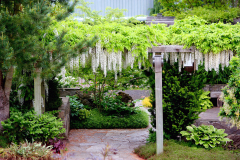 Home-Demo-Garden-Wisteria