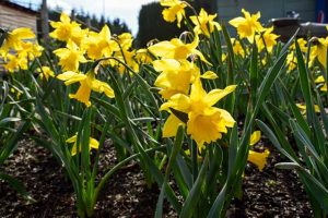 Daffodils in the Market Garden