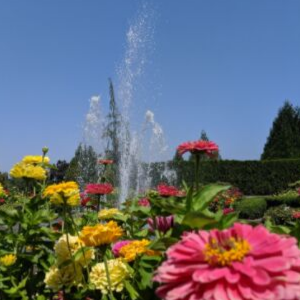 Rose Petal Fountain