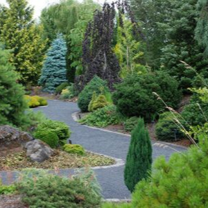 Conifer Garden at The Oregon Garden