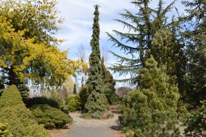 Conifer Garden at The Oregon Garden