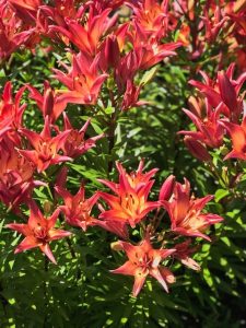 Asiatic lilies at The Oregon Garden in July