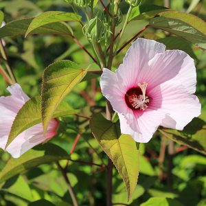 Hardy hibiscus syriacus at The Oregon Garden