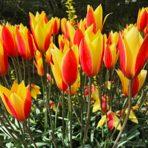 Tulip Tubergen's Gem at The Oregon Garden