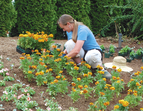 Oregon Garden staff gardener planting annuals