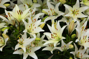 white-lilies-2012