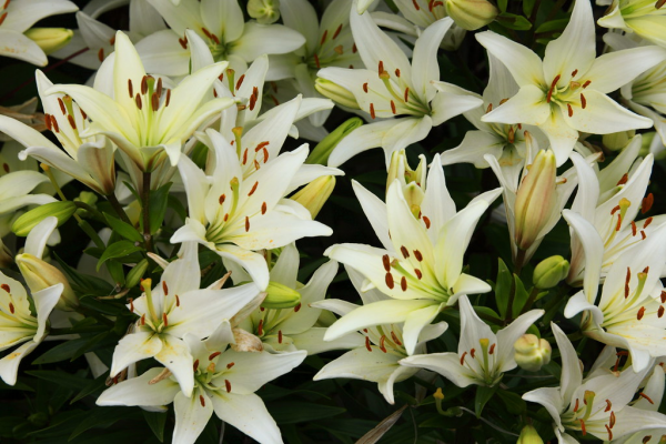 white-lilies-2012 white-lilies-2012