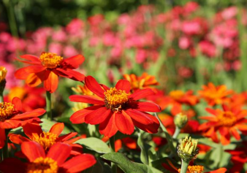 oregon-garden-zinnia