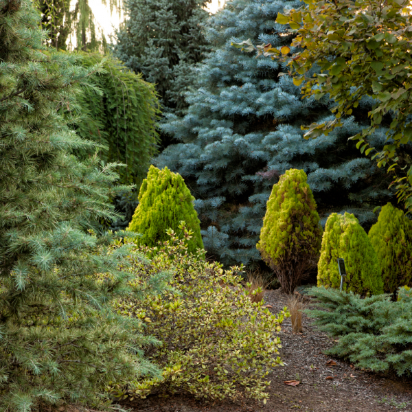 Conifer Garden - The Oregon Garden